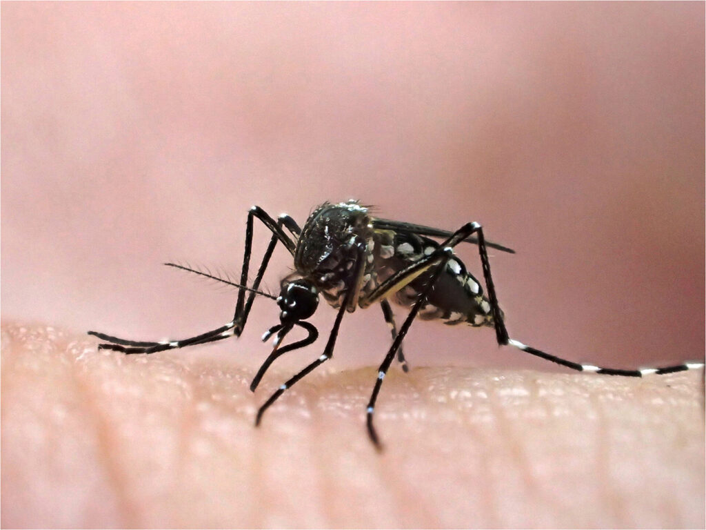 femelle d'aedes aegypti, elevee au vectopole de l'institut pasteur de la guyane